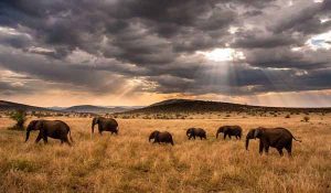 گله فیل ها در تور کنیا اقساطی