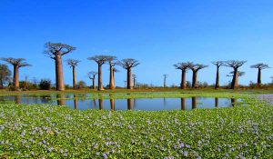 منظره عجیب طبیعت در تور ماداگاسکار اقساطی